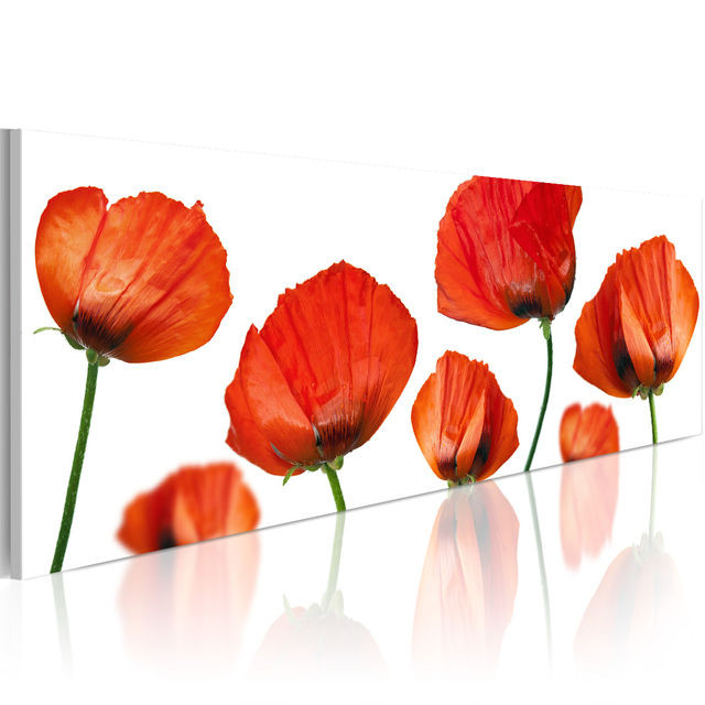Tablou - Poppies on a white background