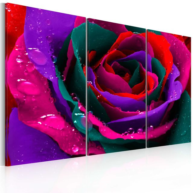 Tablou - Rainbow-hued rose