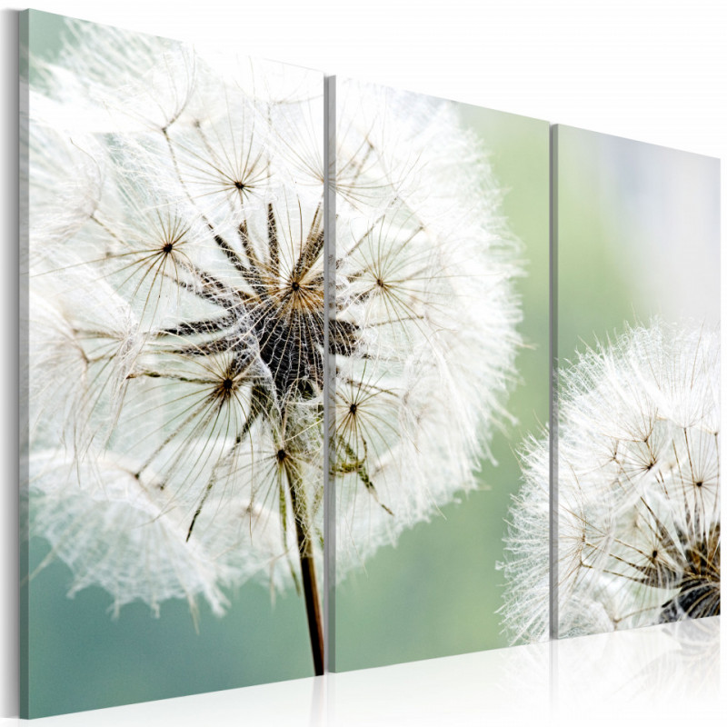 Tablou - Fluffy dandelions