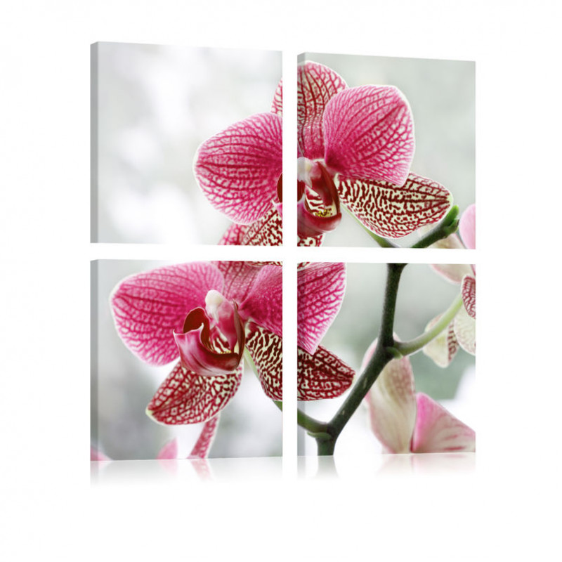 Tablou - Fancy orchid