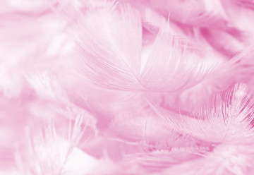 Feathers in Pink - Img 7