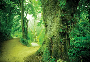 Forest Nature Trees Photo Wallpaper Wall Mural - Img 3