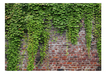 Fototapet - Brick and ivy - Img 2