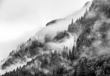 Fototapet - Ceață peste Pădure – Alb-Negru - Img 3