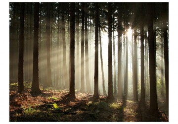 Fototapet - Coniferous forest - Img 2