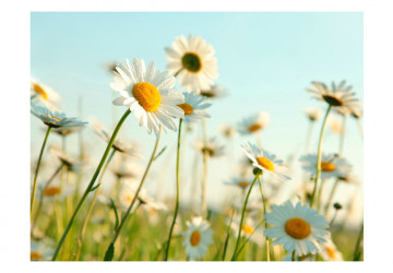 Fototapet - Daisies - spring meadow - Img 2
