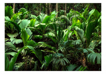 Fototapet - Freshness of the Jungle - Img 2