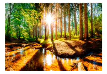 Fototapet - Marvelous Forest - Img 2