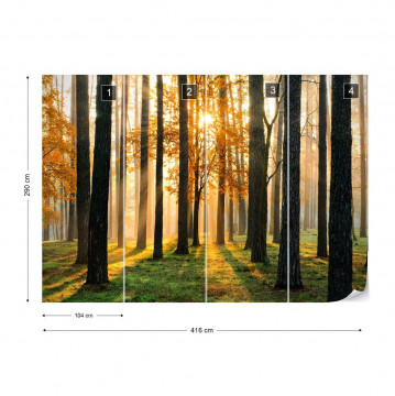 Fototapet - Răsărit de Soare în Pădure - Img 4