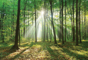 Green Forest Photo Wallpaper Wall Mural - Img 6