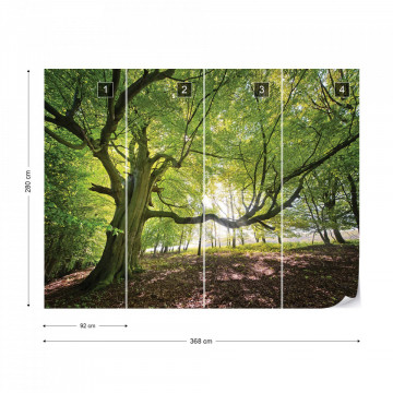 Green Tree In The Forest Photo Wallpaper Wall Mural - Img 8