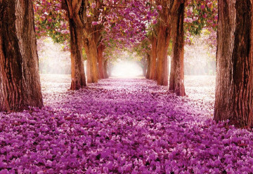 Pink Trees Path Photo Wallpaper Wall Mural - Img 3