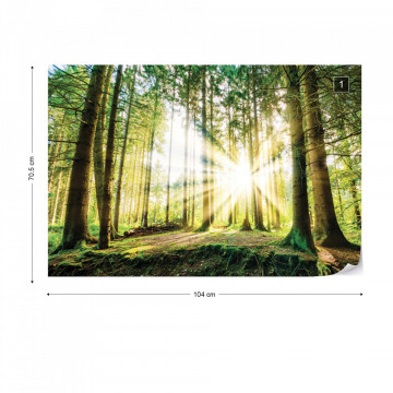Sunrise Through The Forest Trees Photo Wallpaper Wall Mural - Img 1