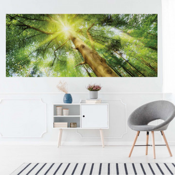 Sunshine Trees In The Forest Photo Wallpaper Wall Mural - Img 14
