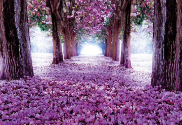 Flowers Trees Path Purple Photo Wallpaper Wall Mural - Img 6