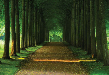 Forest Path Photo Wallpaper Wall Mural - Img 3