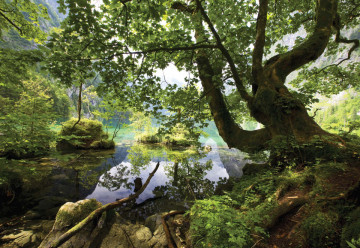 Forest Trees Lake Photo Wallpaper Wall Mural - Img 6