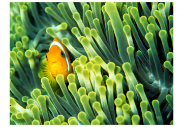 Fototapet - Anemonefish - Img 2