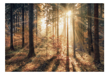 Fototapet autoadeziv - Autumnal Forest - Img 2