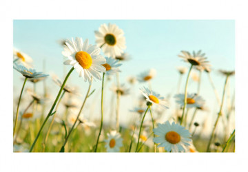 Fototapet - Daisies - spring meadow - Img 2