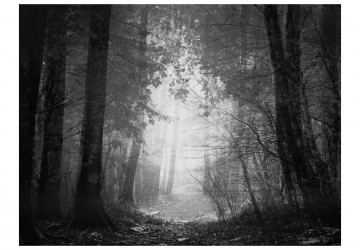 Fototapet - Forest of shadows - Img 2