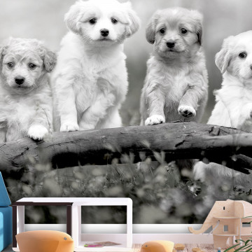 Fototapet - Four Puppies - Img 1