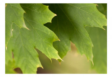Fototapet - Leaves - Img 2