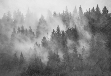 Fototapet - Pădure de Brazi în Ceață – Aspect Texturat, Alb-Negru - Img 7