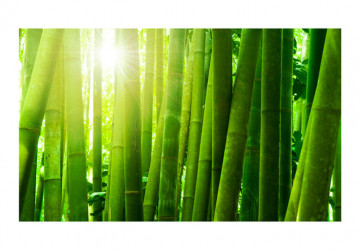 Fototapet - Sun and bamboo - Img 2