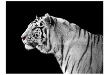 Fototapet - White tiger - Img 2