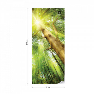 Sunshine Trees In The Forest Photo Wallpaper Wall Mural - Img 10