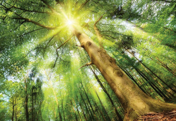 Sunshine Trees In The Forest Photo Wallpaper Wall Mural - Img 3