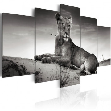 Tablou - Lioness in a desert - Img 1