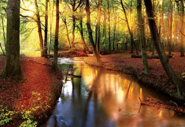 Autumn Forest River Nature Photo Wallpaper Wall Mural - Img 6