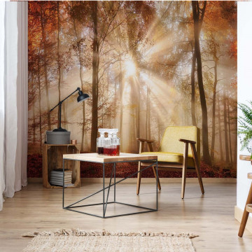 Autumn Trees Forest Sunshine Photo Wallpaper Wall Mural - Img 2
