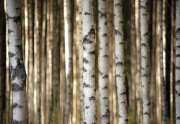 Birch Trees In The Forest Photo Wallpaper Wall Mural - Img 3