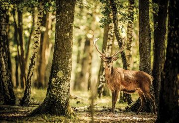 Deer In The Forest Nature Photo Wallpaper Wall Mural - Img 3