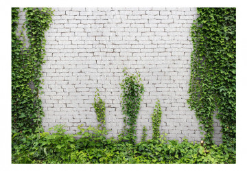 Fototapet - Creeping ivy - Img 2