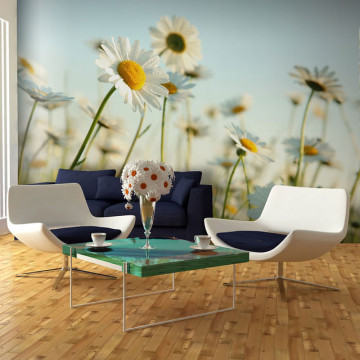 Fototapet - Daisies - spring meadow - Img 1