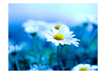 Fototapet - Daisy on a blue meadow - Img 4