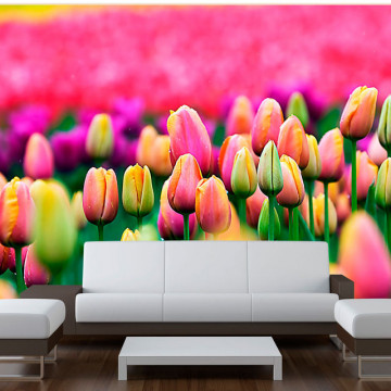 Fototapet - Field of tulips - Img 1