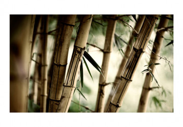 Fototapet - Fog and bamboo forest - Img 4