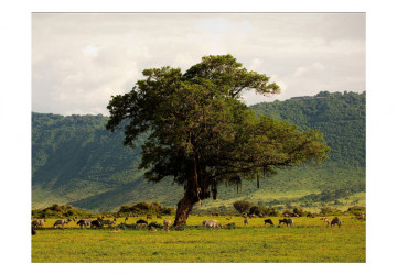 Fototapet - In a crater of Ngoro ngoro - Img 2