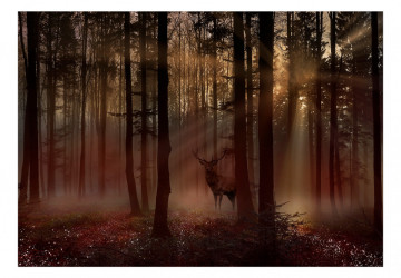 Fototapet - Mystical Forest - First Variant - Img 2