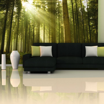 Fototapet - Pine forest - Img 1