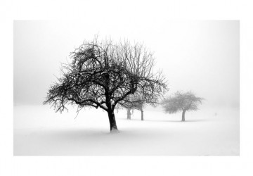 Fototapet - winter - trees - Img 4