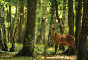 Deer In The Forest Nature Photo Wallpaper Wall Mural - Img 3