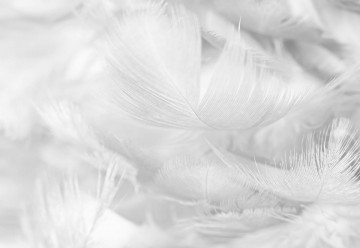 Feathers in Black & White - Img 7