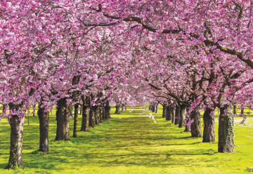 Flowering Trees Photo Wallpaper Wall Mural - Img 3