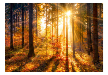 Fototapet autoadeziv - Autumn Awakening - Img 2
